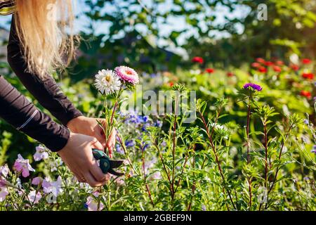 Femme jardinière ramasse des asters dans le jardin d'été en utilisant un sécateur dans un lit de fleur. Récolte de fleurs coupées pour bouquets Banque D'Images