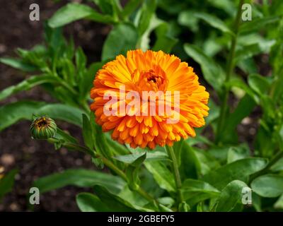 Belle fleur orange et bourgeon, variété Calendula Citrus Twist Banque D'Images