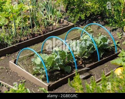 Choux-fleurs poussant dans un lit surélevé sous filet de jardin de houppé sur un allotissement de Yorkshire. Banque D'Images