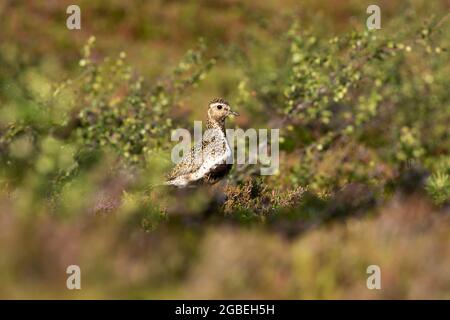 Pluvialis abricaria, trituvialis, situé dans son habitat dans la nature sauvage finlandaise, au parc national de Riisitunturi, Finlande, Europe du Nord Banque D'Images