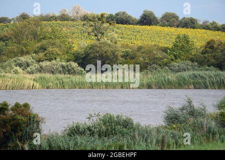 29 juillet 2021, Brandebourg, Schwedt/OT Flemsdorf: Le lac du village près de la route de campagne L 284. Photo: Soeren Stache/dpa-Zentralbild/ZB Banque D'Images