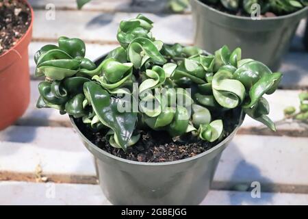 Une plante Hoya de corde hindoue dans un pot vert Banque D'Images