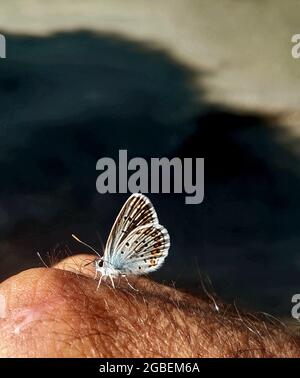 papillon gros plan sur la main d'un homme bronzé. Banque D'Images