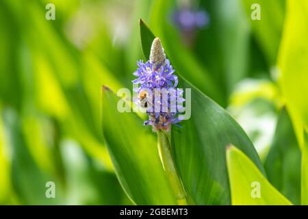 Gros plan d'une abeille pollinisant des fleurs sur une plante d'herbe de brochet (pontederia cordata) Banque D'Images
