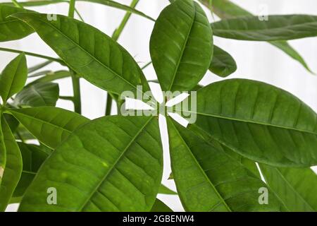 Gros plan des feuilles sur une plante de l'arbre de l'argent Banque D'Images
