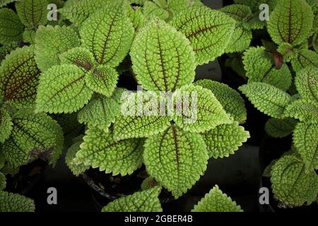 Gros plan de nombreuses plantes de maison de l'amitié avec des feuilles bosselées Banque D'Images