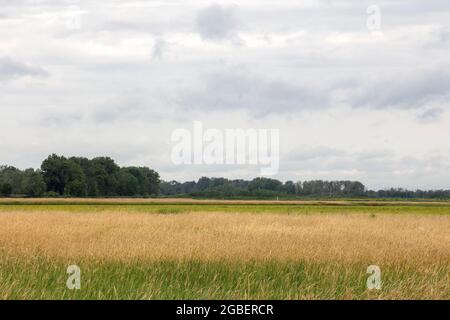 Réserve naturelle nationale Shiawassee Flats, été, comté de Saginaw, Michigan, États-Unis, Par James D Coppinger/Dembinsky photo Assoc Banque D'Images