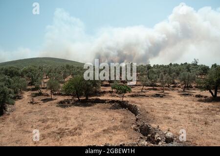 Mugla, Turquie - 1er août 2021. Fumée de l'été 2021 feux derrière les oliviers à Mugla Bodrum Mazi village Turquie. Banque D'Images