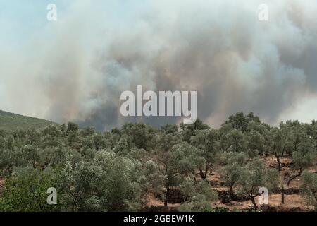 Mugla, Turquie - 1er août 2021. Fumée de l'été 2021 feux derrière les oliviers à Mugla Bodrum Mazi village Turquie. Banque D'Images