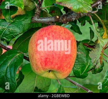 Pomme 'Horsford prolifique', pommes, poussant sur arbre, malus domestica, fruit Banque D'Images