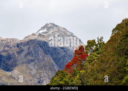 Le sud de rātā (Metrosideros umbellata) peut être vu fleurir en haut des flancs de montagne le long de la route de gorge d'Otira à la côte ouest, Nouvelle-Zélande Banque D'Images