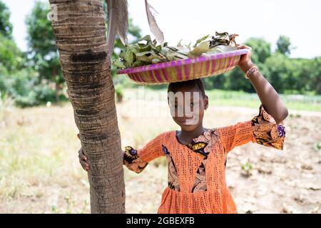 Dans cette image, une belle fille africaine souriante debout à côté d'un palmier porte une grande plaque en plastique avec des herbes séchées sur sa tête Banque D'Images