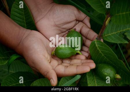 Gros plan des mains tenant une paire de fruits mûrs de goyave vert avec des plantes et des feuilles dans un jardin Banque D'Images