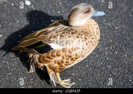 Canard femelle de la Sarcelle de Chestnut (Anas castanea) sur terre. Banque D'Images