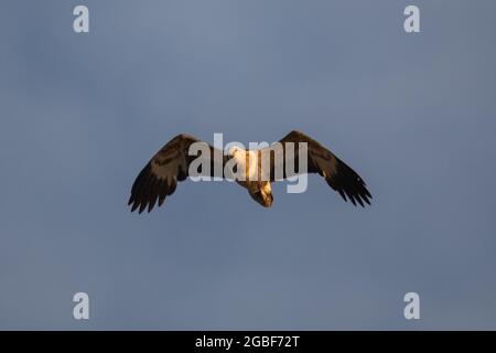 Aigle marin immature à ventre blanc volant dans le ciel. Banque D'Images