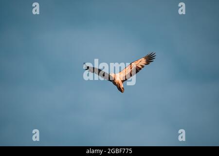 Aigle marin immature à ventre blanc volant dans le ciel. Banque D'Images
