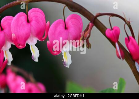 Macro photo de rose Bleding coeur fleurs fleurir Banque D'Images