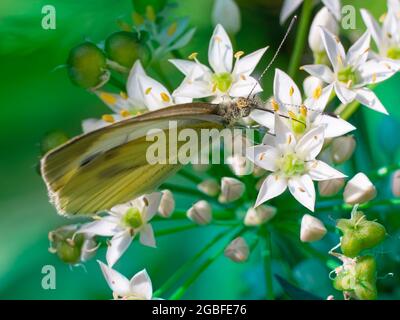 Le papillon de chou - Pieris brassicae - est assis sur une fleur et recueille le nectar. Photo macro. Banque D'Images