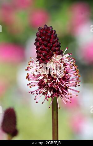 Photo macro de la fleur de Burnett Banque D'Images