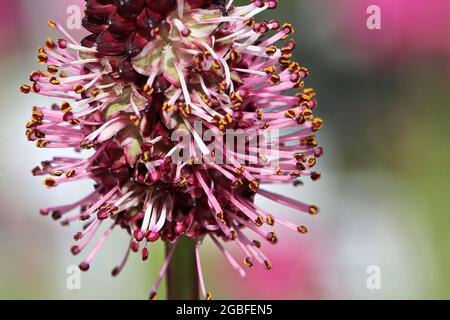 Photo macro de la fleur de Burnett Banque D'Images