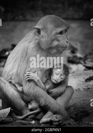 Gros plan en échelle de gris d'une mère singe assis sur le sol et tenant son bébé endormi Banque D'Images