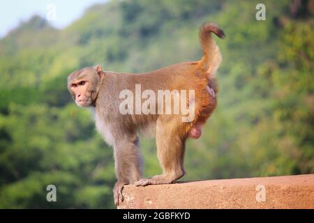 Gros plan d'un singe macaque mâle alpha agressif sur fond de jungle flou Banque D'Images