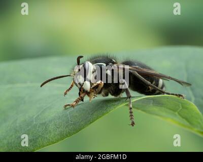 Gros plan d'un hornet à tête chauve (Dolichovespula maculata) utilisant ses mandibles pour nettoyer sa jambe avant Banque D'Images