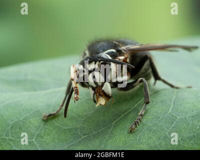 Vue rapprochée des parties buccales d'un hornet à tête chauve (Dolichovespula maculata) lorsqu'il nettoie son pied avant Banque D'Images