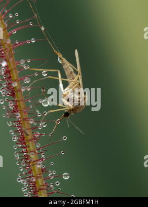 Un moustique (Aedes) qui a été piégé sur la feuille d'une plante de rosée carnivore à feuilles volées (Drosera binata) Banque D'Images