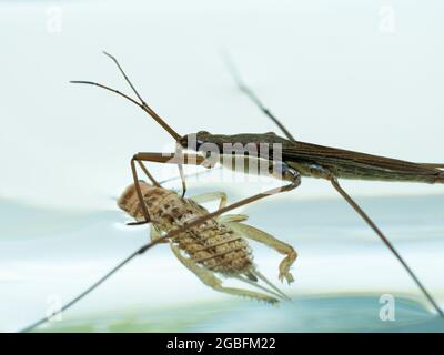 Un strider aquatique (espèce Gerridae) à la surface de l'eau et se nourrissant du corps d'un cricket Banque D'Images