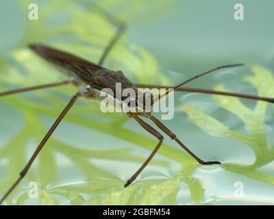 Gros plan d'un strider aquatique (espèce Gerridae) à la surface de l'eau avec des plantes aquatiques Banque D'Images