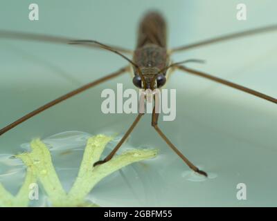 Gros plan de la face d'un strider aquatique (espèce Gerridae), sur la surface de l'eau, face à la caméra Banque D'Images