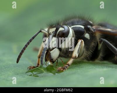 Gros plan d'un hornet à tête chauve (Dolichovespula maculata) buvant d'une goutte de miel Banque D'Images