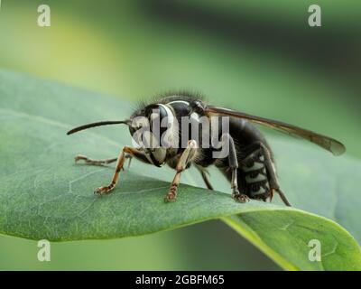 hornet à tête chauve (Dolichovespula maculata) frappant reposant sur la feuille d'un lilas Banque D'Images