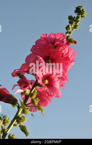 Photo à angle bas de belles fleurs de mérelle rose Banque D'Images