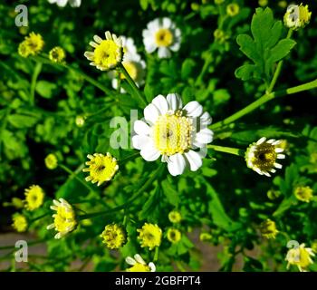 Tanacetum parthenium, Feverhew, boutons de Bachelor, Featherhon, Featherfoil, Plante et fleur de Flirtwort. Herbes médicinales traditionnelles. Banque D'Images