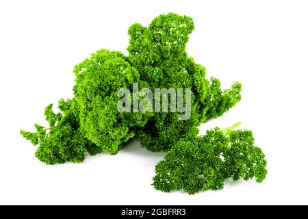 Verdure fraîche. Brins de persil bouclés sur fond blanc. Banque D'Images