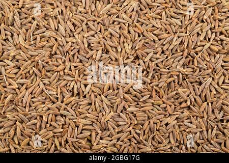 Vue de dessus de l'arrière-plan de texture des grains de cumin Banque D'Images