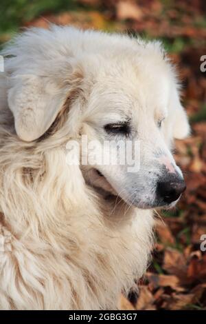 Portrait d'un adorable chien de montagne des Pyrénées Banque D'Images