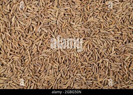 Vue de dessus de l'arrière-plan de texture des grains de cumin, vue en grand angle de Jeera Banque D'Images