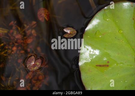 Différentes espèces de lilas d'eau avec de grandes et petites feuilles dans la région du lac Banque D'Images