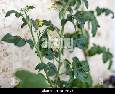 Petit fruit de tomate sur un Bush. Faire pousser des tomates à la maison sur le rebord de la fenêtre. Arbustes fleuris de tomates. Semis de tomates sur le rebord de la fenêtre dans l'apa Banque D'Images