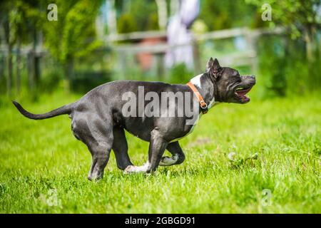 Chien d'Amérique bringé bleu vif Staffordshire Terrier ou AmStaff In bougez dans la nature Banque D'Images