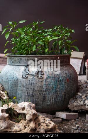 Des plants de poivre cultivés dans une casserole assez ancienne en métal. Décoration de jardin Banque D'Images