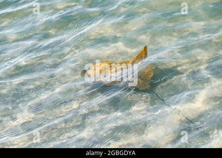 Fièvre des raies (raies nasales de vache) à Sanibel Island, Floride Banque D'Images