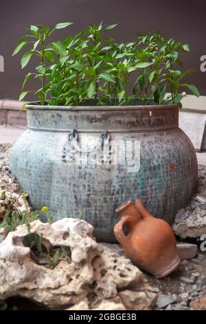 Des plants de poivre cultivés dans une casserole assez ancienne en métal. Décoration de jardin Banque D'Images