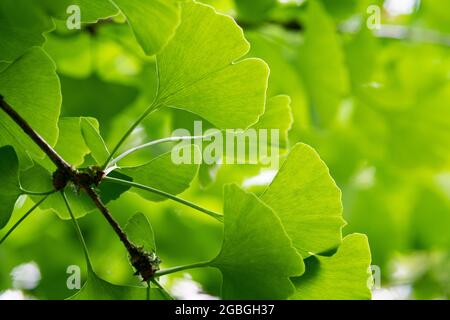 botanique, feuilles de gingko, Ginkgo biloba, POUR L'ACCUEIL/L'UTILISATION DE CARTES POSTALES DANS GERM.SPEAK.C CERTAINES RESTRICTIONS PEUVENT S'APPLIQUER Banque D'Images