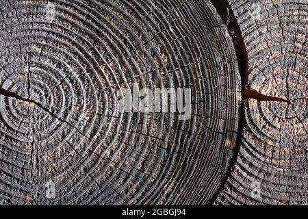 Foyer sélectif bois réseux brûlé texture brillante de surface rugueuse deux arbres abattus avec des anneaux annuels, des fissures. Concept de longue durée de vie Banque D'Images
