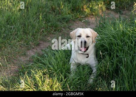 portrait étonnant du chiot labrador retriever âgé de deux ans au coucher du soleil dans l'herbe. Banque D'Images