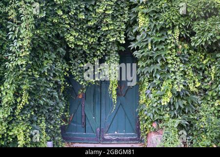 L'ivy à feuilles persistantes dense escalade sur un mur de maison et surpoussant une vieille porte en bois, espace de copie Banque D'Images